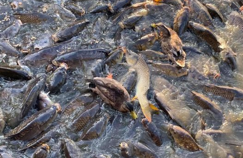 Fish Canvey Lakes