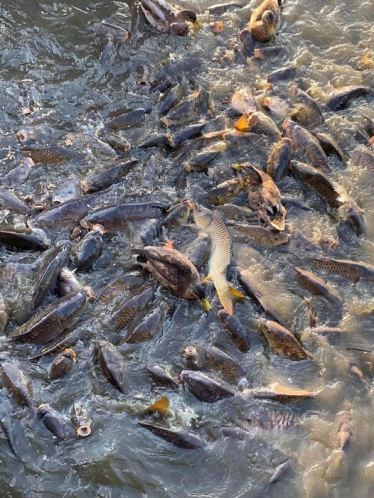 Fish Canvey Lakes